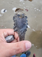 Callorhinchus milii