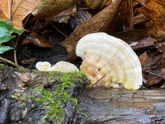 Trametes gibbosa