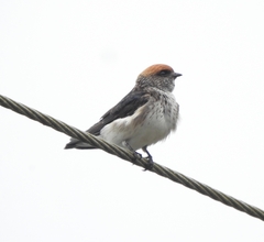Petrochelidon fluvicola