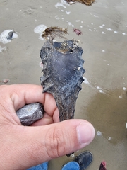 Callorhinchus milii