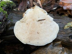 Trametes gibbosa