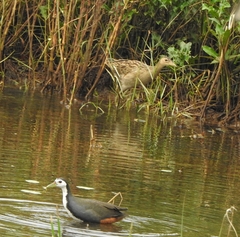 Gallicrex cinerea