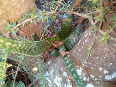 Aloe greatheadii davyana