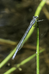 Pseudagrion