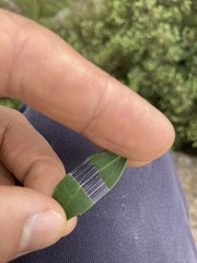Maytenus acuminata