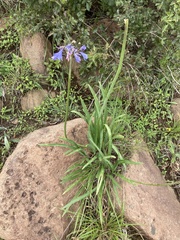 Agapanthus campanulatus