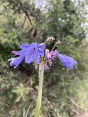 Agapanthus campanulatus