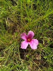 Hibiscus microcarpus