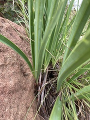 Agapanthus campanulatus