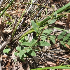 Billardiera scandens