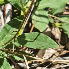 Billardiera scandens