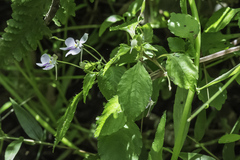 Impatiens hochstetteri