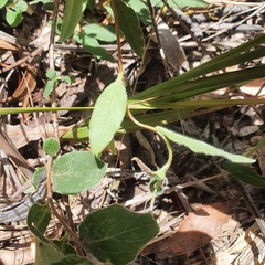 Billardiera scandens