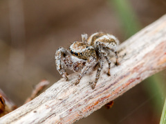 Pseudomogrus vittatus