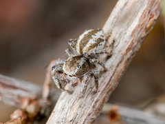 Pseudomogrus vittatus