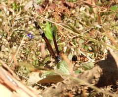 Danaus petilia