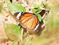 Danaus petilia