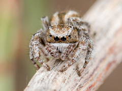 Pseudomogrus vittatus