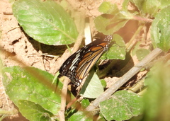Danaus petilia