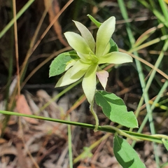 Billardiera scandens