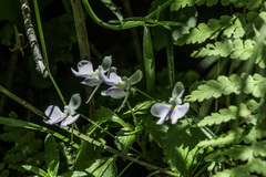Impatiens hochstetteri