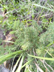 Asparagus laricinus