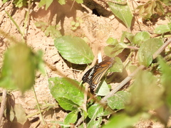 Danaus petilia