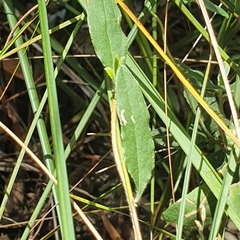 Billardiera scandens