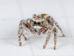 Pseudomogrus vittatus