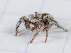 Pseudomogrus vittatus