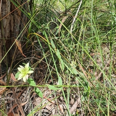 Billardiera scandens