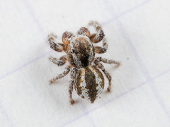 Pseudomogrus vittatus