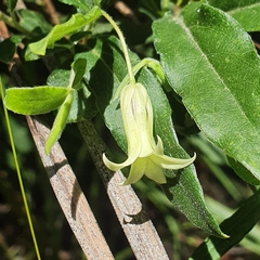 Billardiera scandens
