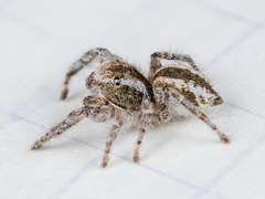 Pseudomogrus vittatus