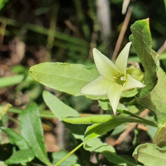Billardiera scandens
