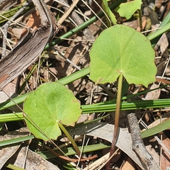 Centella cordifolia