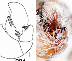 Pseudomogrus vittatus