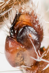 Pseudomogrus vittatus