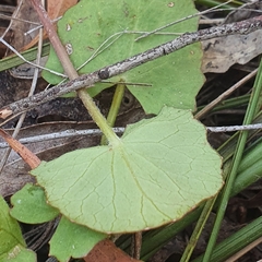 Centella cordifolia