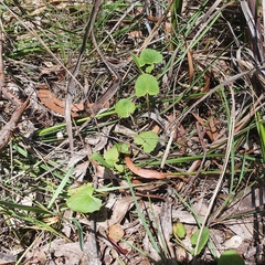 Centella cordifolia
