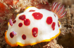 Goniobranchus splendidus