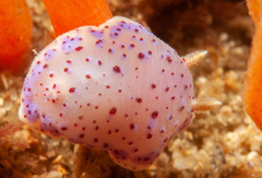 Goniobranchus thompsoni