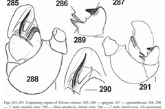 Pseudomogrus vittatus