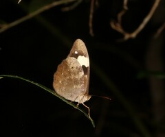 Heteronympha mirifica