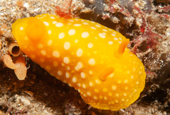 Doris chrysoderma