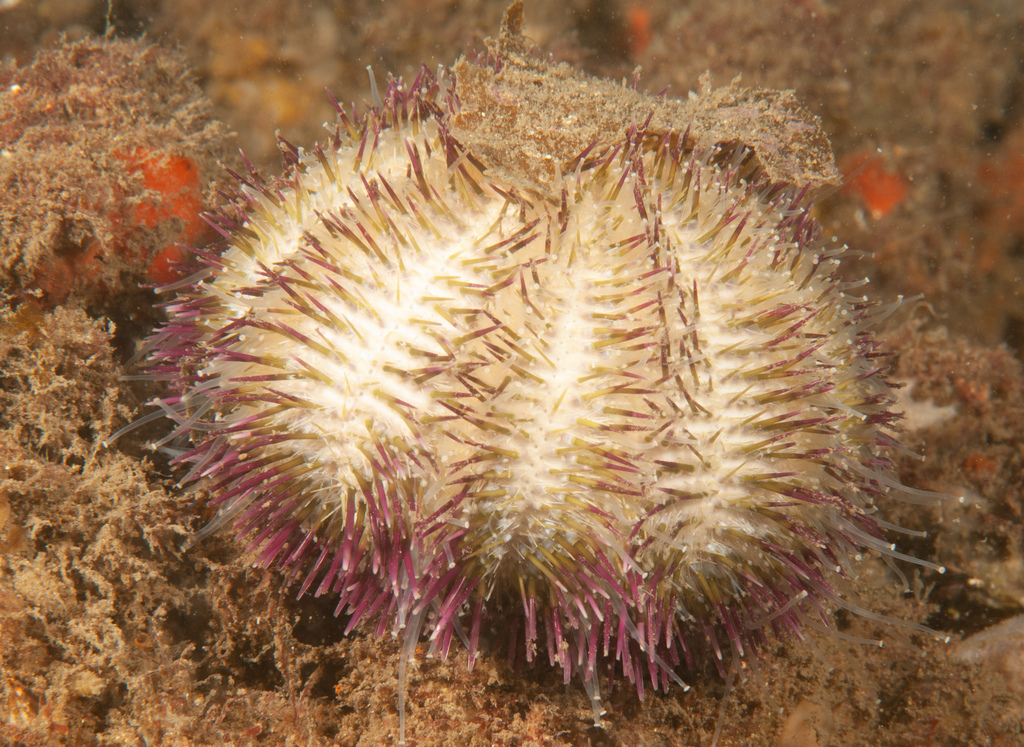 Temnopleurus alexandri　アルビノ個体　ウニ　殻 Temnopleurus alexandri · iNaturalist