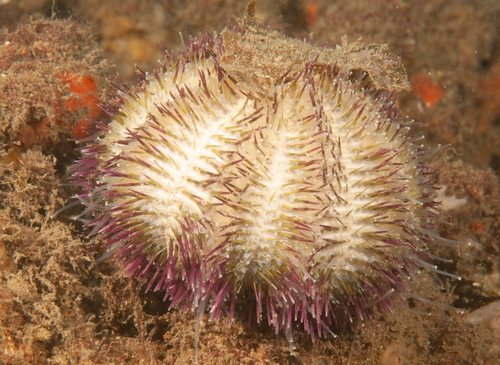 サンショウウニ属 (属 Temnopleurus) · iNaturalist