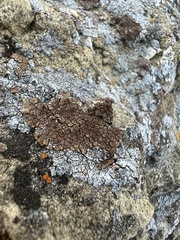 Endocarpon pallidulum