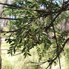 Acacia howittii