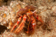 Dardanus crassimanus